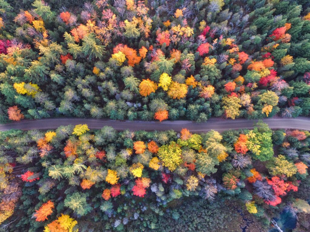 Aerial photo of a forest where the leaves are changing due to the fall season