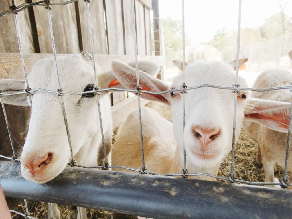 Two white goats looking through a fence