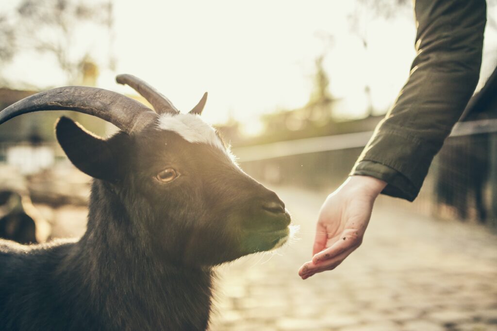 Person holding out their hand to feed a black goat