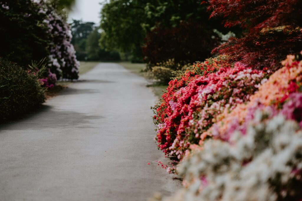 Walking path between brightly colored pink and white flowers