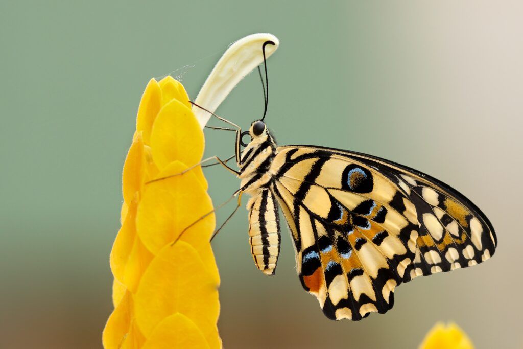 The Butterfly Pavilion