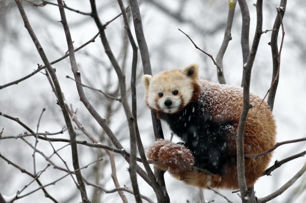 Home to more than 2,700 animals from around the world