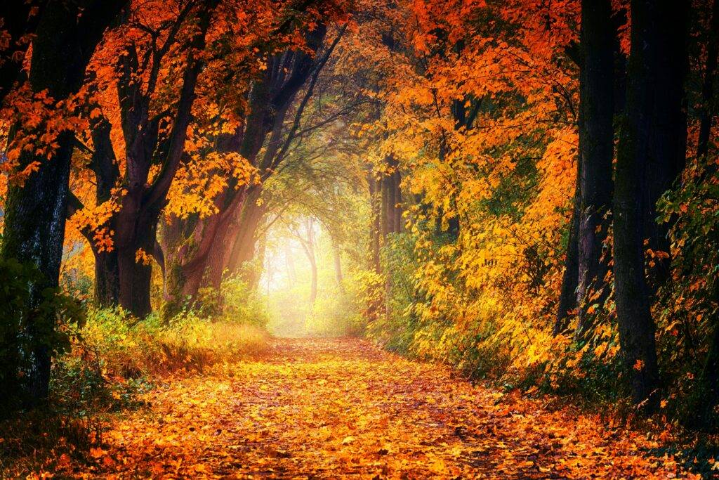 Maple trees with colorful orange leaves in the fall for events and things to do in Loudoun County, VA this autumn 2025