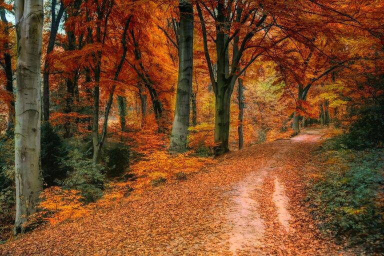 Trees with fall colors representing the autumn natural beauty of Loudoun County and areas like Leesburg, Ashburn, Sterling and Lansdowne with top local Realtor agents