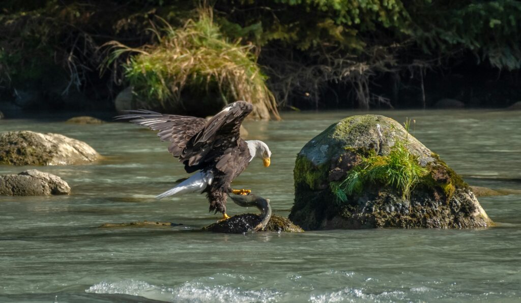 Bald eagle landing beside a river representing wildlife near Potomac Falls Virginia
