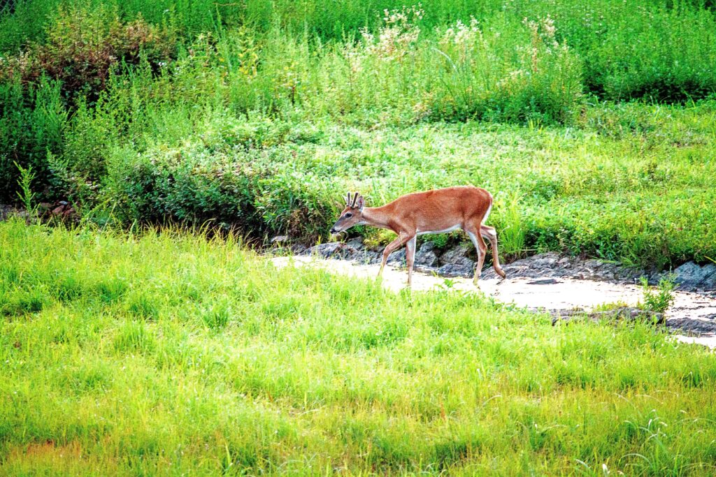 Deer on a running trail near parks and homes in Ashburn Virginia