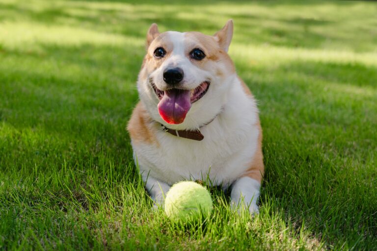 Corgi playing on grass representing pet-friendly outdoor space in Sterling, Virginia