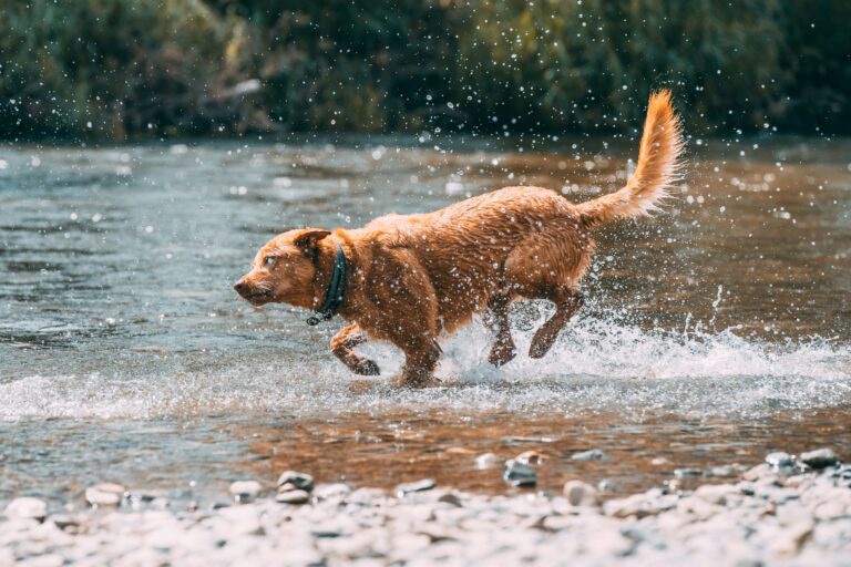 Dog running through water near a trail, representing outdoor recreation with pets in Sterling Virginia