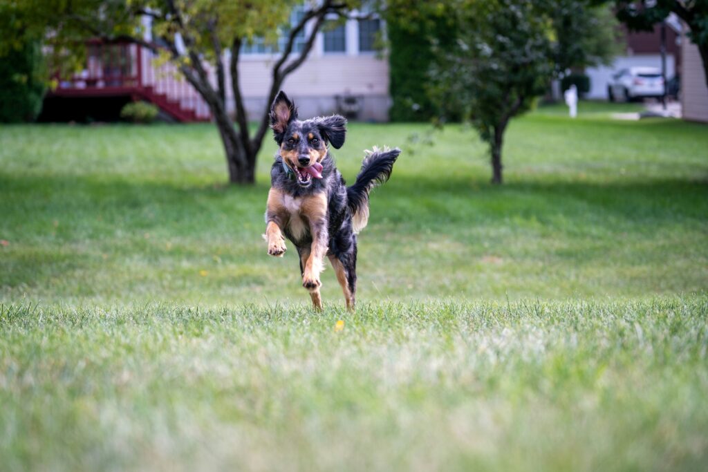 Dog running in a fenced grassy yard representing a pet-friendly home in Sterling, Virginia