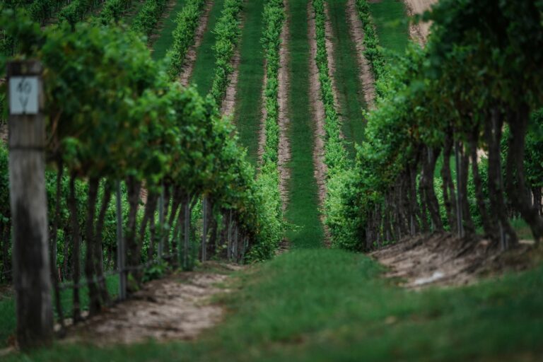 Rows of grapevines at a vineyard to represent Purcellville wineries and Virginia wine country.