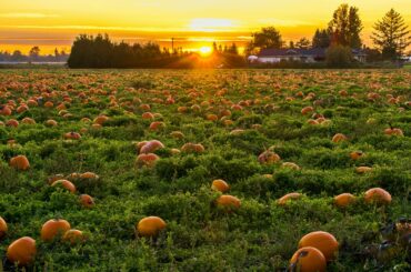 The Ultimate Guide to Pumpkin Patches and Fall Festivals in Loudoun County