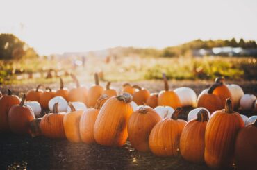 Family Friendly Halloween Haunts: Celebrating October in Ashburn’s Vibrant Neighborhoods