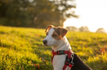 Best Dog Parks in Sterling, VA: Where to Take Your Pup to Play